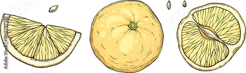 Set Sketch lemonade. Summer cold drinks, hand drawn yellow lemons slices and leaves. Glass of lemonade with ice vector illustration set. Drink fruit lemonade graphic, juice and mint leaf