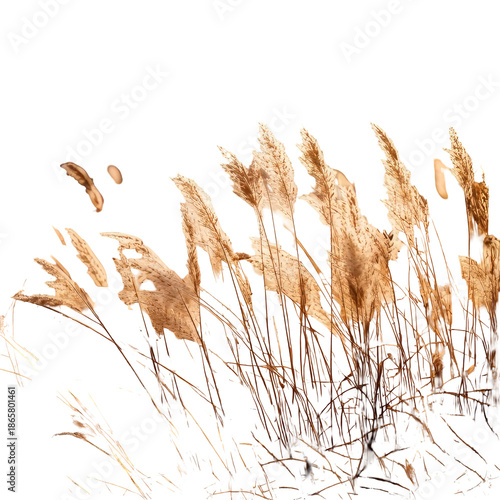 Tall, dried grasses against a stark black background