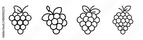 Hand drawn grapes vector illustration, organic fruit, healthy eating, wine ingredient, vineyard art