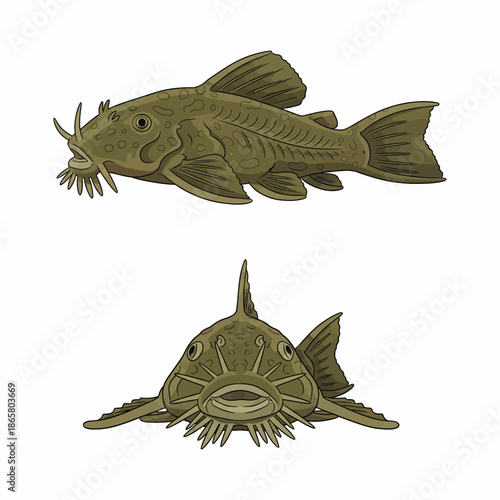 Bristlenose Pleco: The Perfect Freshwater Aquarium Fish for Algae Control