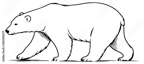 Hand drawn line art illustration of a polar bear depicting walking for arctic themes