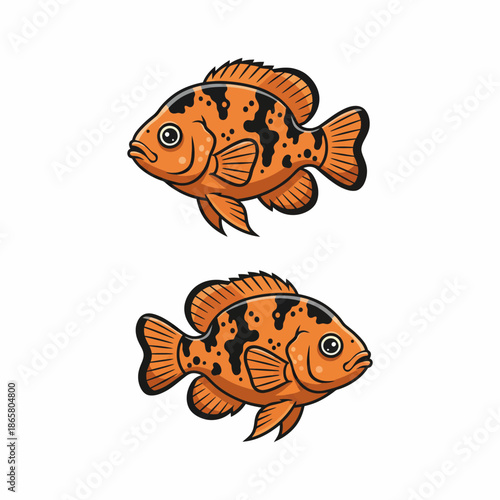 Vibrant Oscar Fish Swimming in Freshwater Aquarium