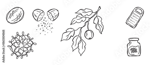 Hand drawn black and white nutmeg spice illustration set showing the whole seed, cracked nut, mace, grater, jar, and fruit on a branch in a simple doodle sketch style