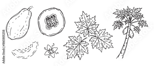 Hand drawn papaya fruit and plant set showing a whole fruit, cross section, slice, flower, leaves, and tree in a simple black and white botanical line art sketch style