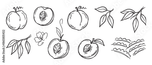 Hand-drawn peach fruit illustration set with whole peaches, halves with pits, leaves, branches, a flower, and an orchard sketch in a simple black and white doodle line art style