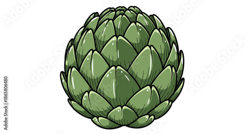 A detailed illustration of a fresh, green artichoke, depicted with clear lines and subtle shading, presented on a clean white background.