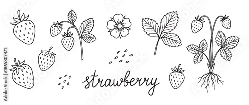 Hand-drawn strawberry illustration set with botanical elements including the whole plant, berries, flower, leaf, and seeds in a simple black and white line art doodle style
