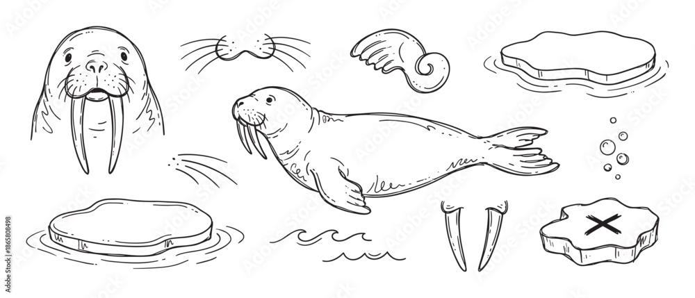 Obraz premium Set of hand-drawn walrus illustrations in a cute doodle style showing the animal, its tusks, ice floes, and other arctic elements for a children's book or educational material