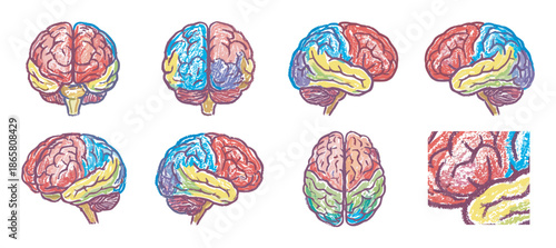 Set of colorful human brain illustrations in a hand-drawn sketchy style showing different anatomical views, including frontal, lateral, and top perspectives with color-coded lobes