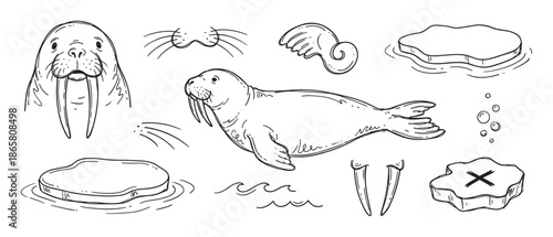 Set of hand-drawn walrus illustrations in a cute doodle style showing the animal, its tusks, ice floes, and other arctic elements for a children's book or educational material