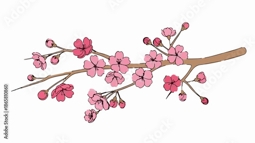 Delicate pink blossoms unfurl from a brown branch against a clean white background