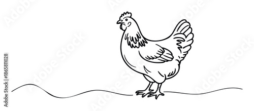 Simple line drawing of a farm chicken standing on a curved ground line, perfect for agricultural themed educational materials, childrens books, or casual poultry business branding.