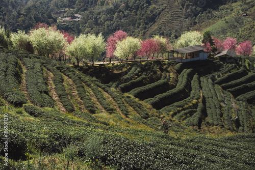 travel in nature concept with pink cherry blossom tree and tea farm in springtime season