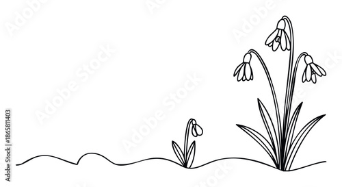 Simple line drawing of blooming snowdrop flowers emerging from the ground, perfect for childrens coloring books or minimalist spring season graphics.