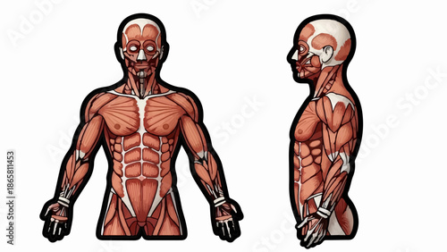Two anatomical illustrations showing the muscular system of a human from front and side