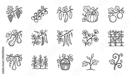 Collection of hand-drawn garden icons showing various fruits, vegetables, and plants in a simple black and white line art style for agricultural and farming concepts