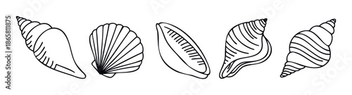 Collection of hand drawn contour line seashell shapes, perfect for creating summer vacation themes, marine biology educational materials, or decorative seaside decor