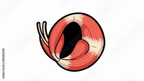 A stylized, coiled bundle of muscle fibers with visible striations and tendons