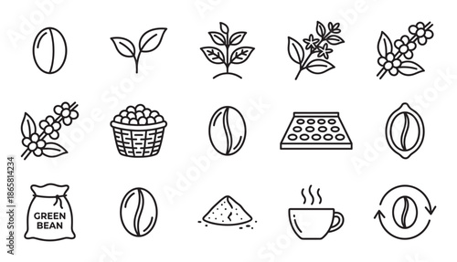 Coffee production process line icon set illustrating the complete cycle from plant sprout and flower to harvesting, drying, roasting, and brewing a hot beverage in a cup