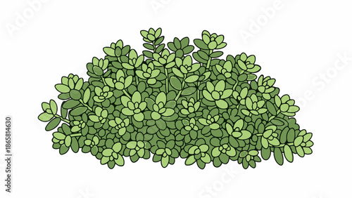 A detailed cartoon illustration of a green succulent plant