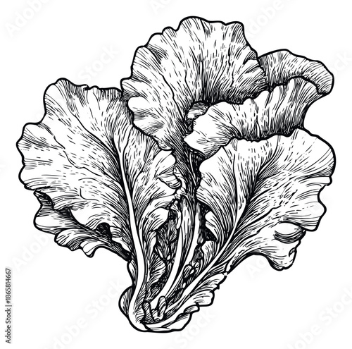 Hand drawn organic lettuce leaves with detailed texture perfect for food blogs culinary recipe books or healthy eating promotions