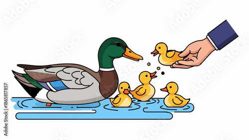 A hand feeds ducklings, while a parent duck watches from the water