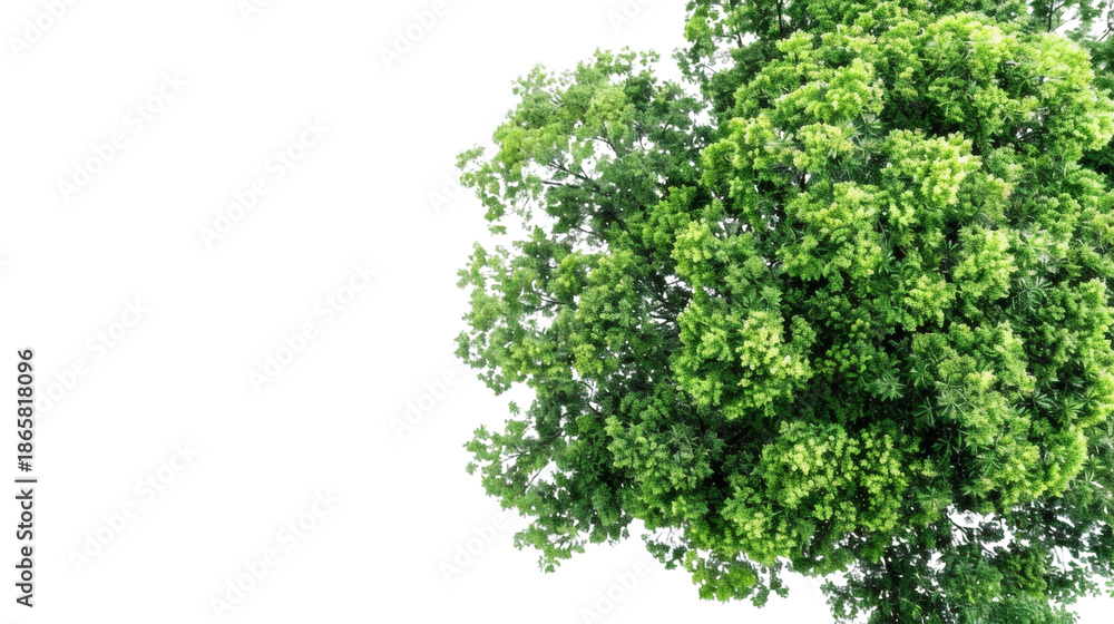 Obraz premium Lush green tree with a natural appearance isolated on a white background