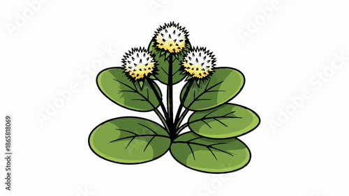 A cartoon illustration of a plant with three white and yellow puffball flowers and large green leaves