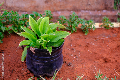 Plant Growing in Recycled Plastic Bottle