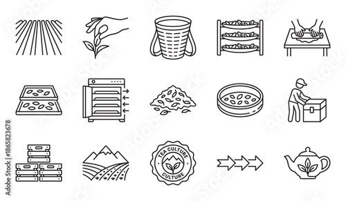 Set of tea production line icons illustrating the complete manufacturing process from plantation harvesting and leaf picking to withering, rolling, drying, and final packaging