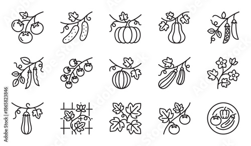 Set of black line art icons showing various garden vegetables growing on plants and vines, including tomato, cucumber, pumpkin, peas, and zucchini in a minimalist vector style