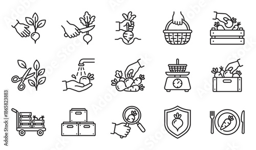 Set of black line icons showing the vegetable farming and harvesting process from planting and growing to washing, packing, and serving on a plate for consumption