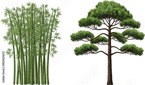 Bamboo grove and stylized pine tree botanical illustration with green foliage isolated on white for nature landscape design