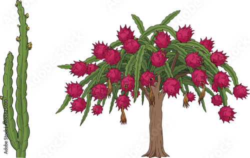 Dragon fruit cactus tree with ripe magenta fruits and climbing stems botanical illustration isolated on white for agriculture education