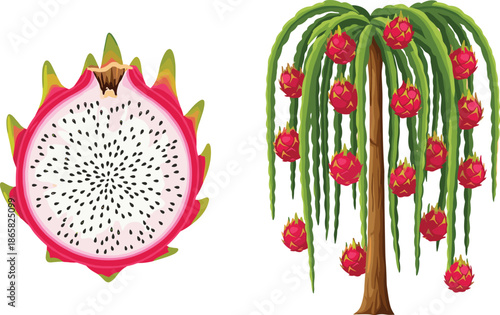 Dragon fruit pitaya slice and tropical dragon fruit tree illustration with ripe hanging fruits isolated on white agriculture concept