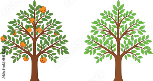 Illustration of orange fruit tree and lush green leafy tree side by side isolated on white background for botanical design