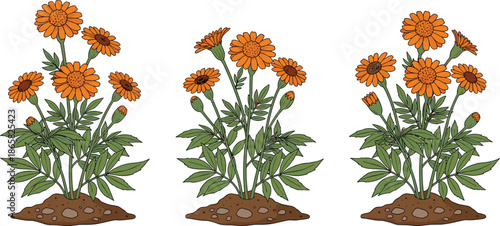 Orange marigold flower plants growing in soil illustration, botanical garden nature vector design for spring, floral and agriculture themes