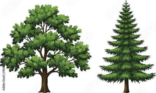 Realistic illustration of lush deciduous tree and evergreen pine tree isolated on white background for botanical nature design resources