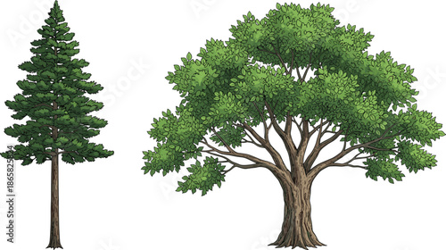 Tall evergreen pine tree and wide branching deciduous tree illustration with lush green foliage isolated on white background nature concept