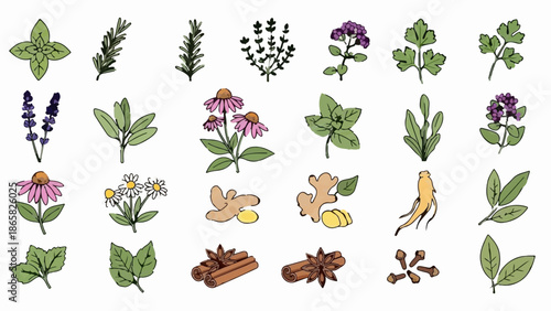 A collection of hand-drawn botanical illustrations of herbs, spices, and roots