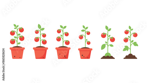 Stages of tomato plant growth in flat design for gardening education