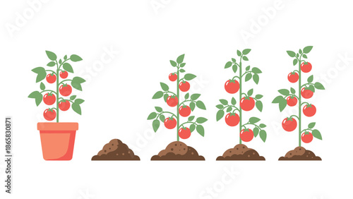 Tomato plant growth stages in flat design for gardening education