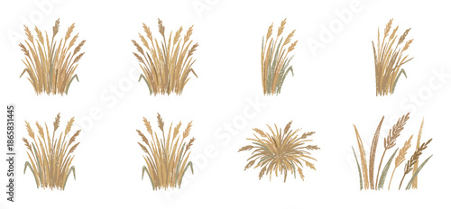 Set of eight hand-drawn wild grass illustrations with a textured, rustic style in earthy beige and brown tones, showcasing a natural, botanical aesthetic