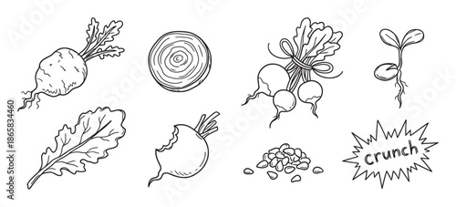 Hand-drawn beetroot and radish vegetable illustration set in a sketchy doodle style showing whole root, slice, bunch, leaf, sprout, and seeds for organic food concepts
