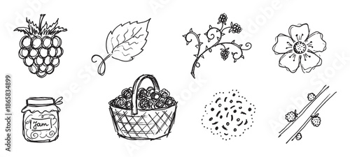 Hand-drawn raspberry and blackberry sketch illustration set with a berry, leaf, flower, jam jar, basket, and thorny vine in a simple black and white doodle style