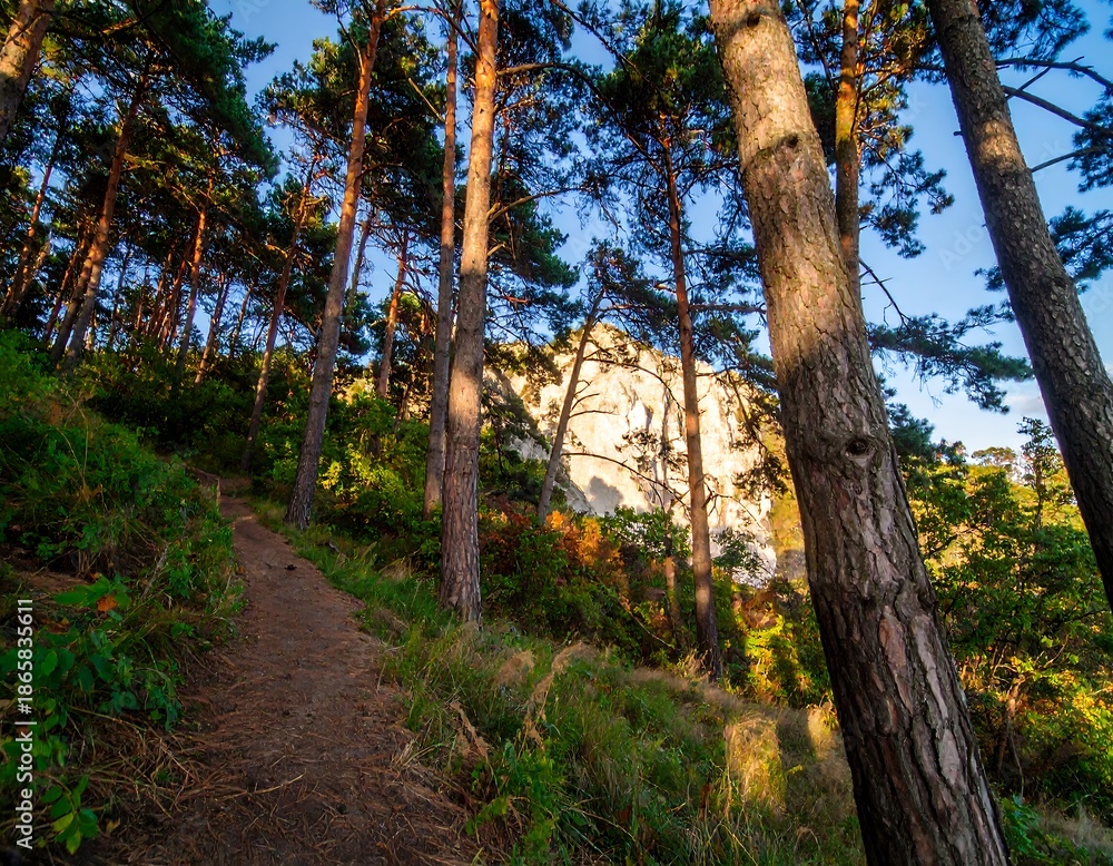 Obraz premium Path through a pine forest at sunrise