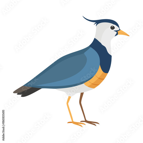 A wild black headed gull with white feathers and a sharp beak is a standing wildlife animal isolated on a white background with its wings ready for flying over the sea