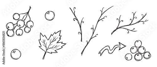Set of hand-drawn botanical doodle elements featuring autumn berries, a single leaf, and bare tree branches in a simple black and white line art sketch style