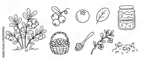 Hand-drawn lingonberry illustration set with various elements including a bush, basket, jam jar, spoon, and sprigs in a cute black and white doodle style
