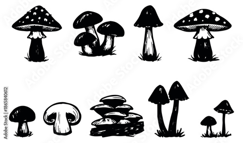 Hand drawn mushroom set featuring various fungi and toadstools for design elements